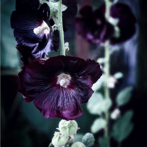 Black and chocolate brown hollyhock seeds from my garden. 15 seeds. - Picture 3 of 5